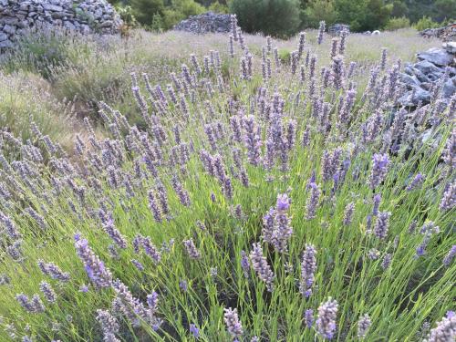 a field of lavender with purple flowers in a field at Casa di Lavanda in Hvar