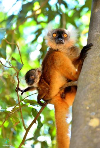 a monkey and its baby sitting in a tree at Hôtel de rêve Nosy Komba in Nosy Komba