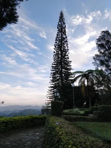 a large tree in the middle of a road at The Bloomsdale Country House in Haputale