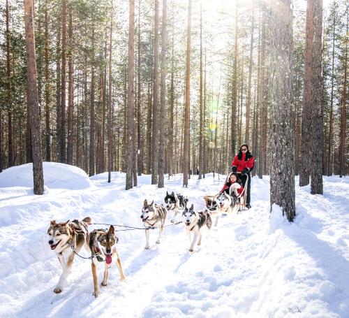 a group of dogs pulling a person in a sleigh in the snow at Lapland Hotels Sirkantähti in Levi
