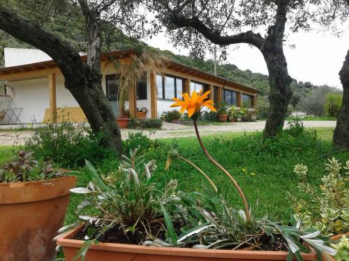 a flower in a garden in front of a house at Agriturismo Locoe in Oliena