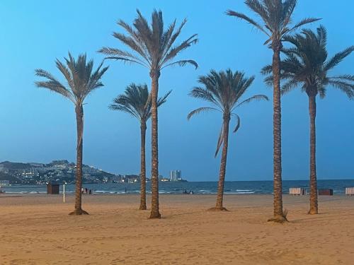 a group of palm trees on a beach at Cataleya Apartment in Cullera