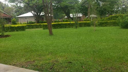a green yard with a tree in the middle of it at Quaint Serene Homes in Busia