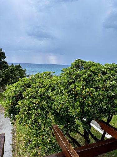 a wooden bench next to a tree with oranges on it at Genari Beach Apartments Sea View Apartment for Couples or Small Families in Korakokhórion