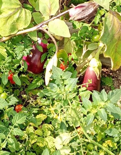 Ein Garten an der Unterkunft Borgo dell'Anello