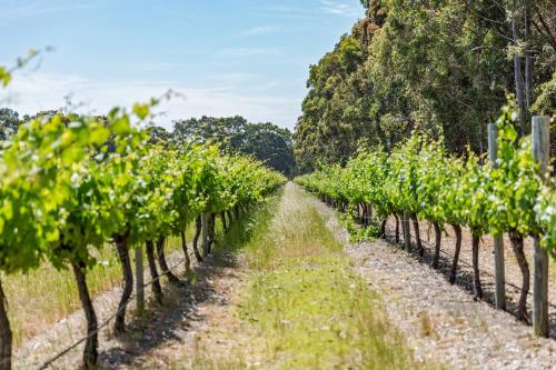 a row of grapes in a vineyard at Bonnie and Piper - Lakeside and Wine Country Living in Wilyabrup
