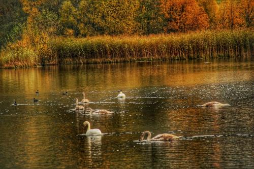 a group of swans swimming in a lake at Hotel Alpenrose in San Valentino alla Muta