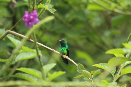 a green bird sitting on a branch with a purple flower at Cabañas Colibrí Tayutic in Turrialba