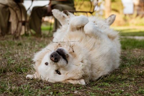 a dog laying on its back on the grass at Centre Harmonia in Rennes-les-Bains