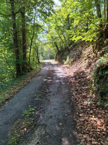 a dirt road with trees on both sides at Mas Al Parry in Saint-Marsal