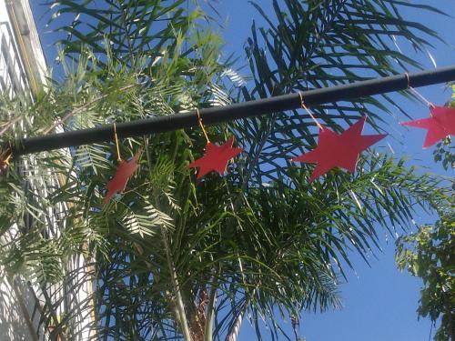 four red stars hanging from a palm tree at G H Hostal VIP in Buenos Aires