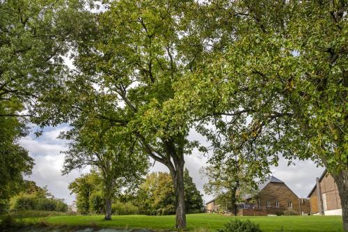 a group of trees in front of a house at Les Lavandières de Fontaine in Fontaine-lès-Vervins
