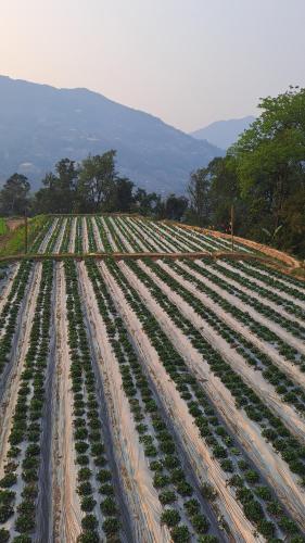 a large field filled with plants in a field at Hommestay Người Nùng in Hoàng Su Phì