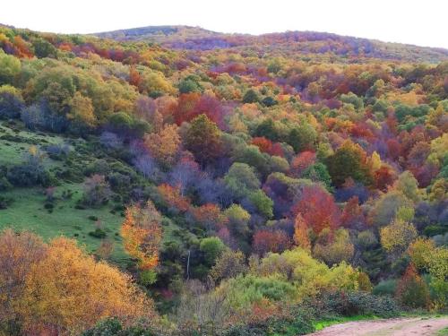 an autumn view of a forest of colorful trees at Casa Dulcinea en Brañosera in Brañosera