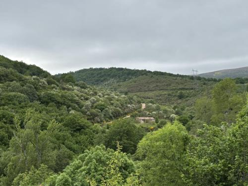 a forest filled with lots of green trees at Casa Dulcinea en Brañosera in Brañosera