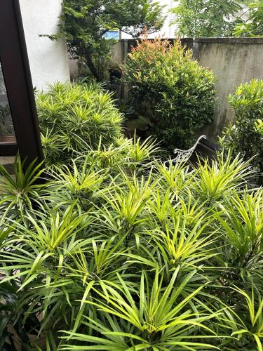 a garden with green plants and a fence at Moonbeam Villa in Colombo