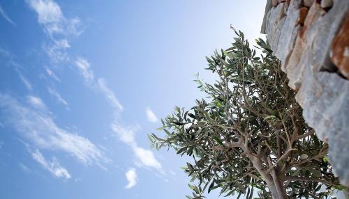 a tree next to a stone wall with the sky in the background at Sifnos Blue Horizon House - Endless Blue in Apollonia