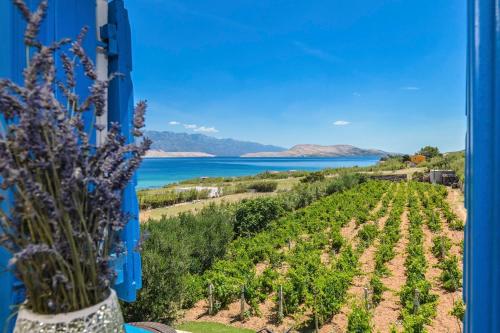 a view of a vineyard with the ocean in the background at Marianna in Pag - Haus für 5 Personen in Pag