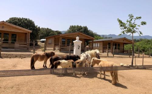 Animaux dans le B&B/chambre d'hôtes ou à proximité