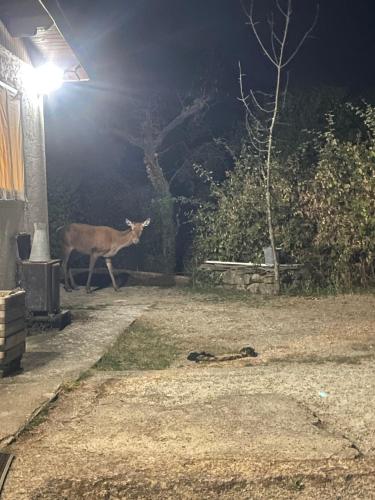 a deer standing in a yard at night at La Ferme des Cailletiers chez Marco in Lucéram