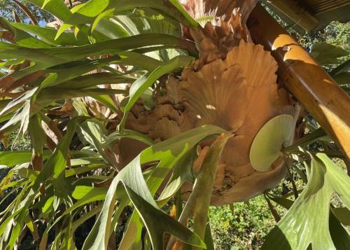 a large brown flower on a tree with green leaves at MuchoSur Filandia in Filandia