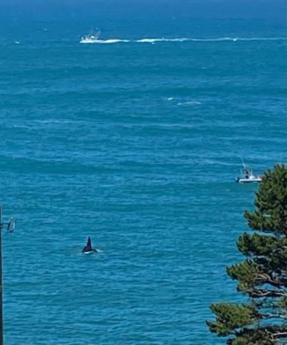 a dolphin swimming in the water with a boat in the ocean at The Moby House Coastal Retreat with Ocean Views & Hot Tub in Depoe Bay