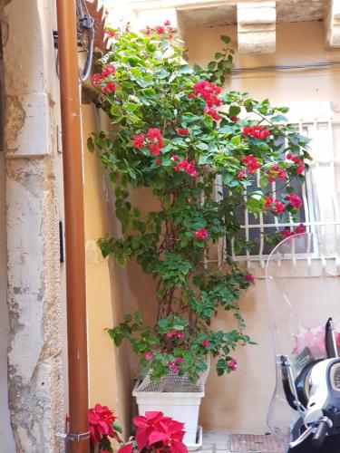 Ortigia SÈFER photo 3