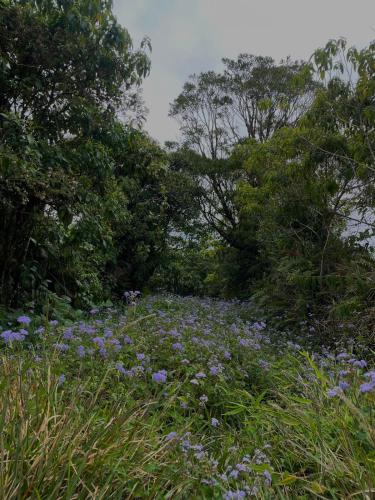 a field of purple flowers in the grass at Cabaña 23 - private cabin in Montaña Azul