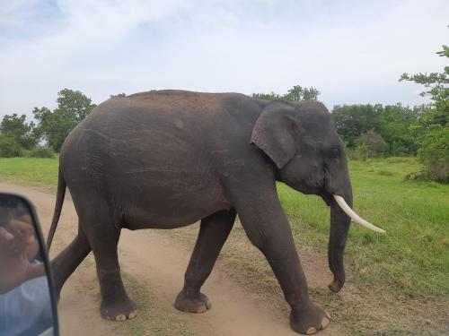 an elephant walking down a dirt road at Amba Sewana Homestay in Sigiriya