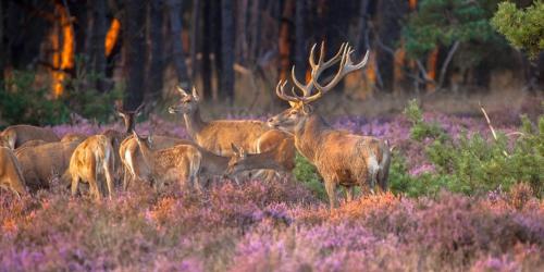 Tiny House Forestia met HOTTUB