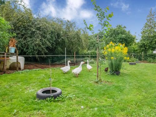 three white ducks walking in the grass next to a tire at Sevenig Our Family Farmhouse in Sevenig