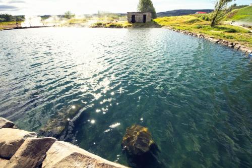 a turtle swimming in a body of water at Garður Stay Inn & Secret Lagoon included! in Fludir