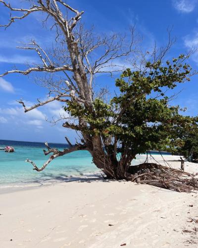 a tree on a beach with the ocean at Fiya Inn in Maalhos