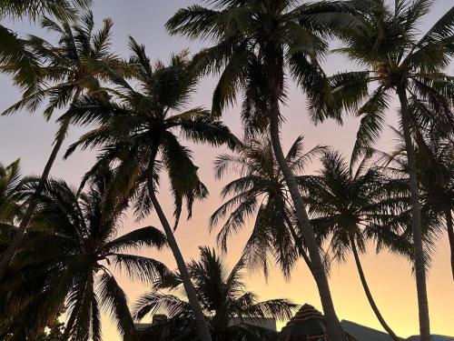 a group of palm trees in front of a sunset at Fiya Inn in Maalhos