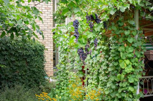 a garden with a bunch of plants and flowers at Sakura Guesthouse in Bishkek