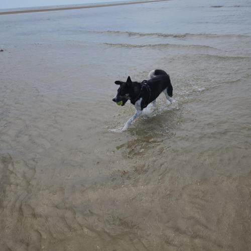 a dog walking in the water with a ball in its mouth at Gîte 3 étoiles l'incontournable de Lessay - 6 pers - jardin clos - bébé, Chiens ok -mer 6kms in Lessay