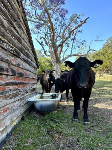 Gambar di galeri bagi The Dairy character-filled farm stay di Eumundi