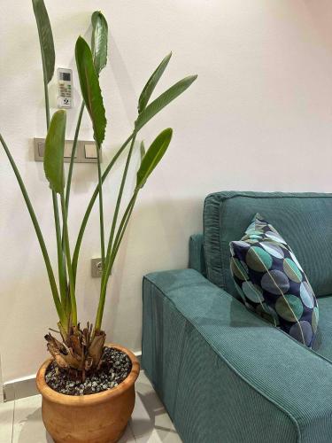 a blue couch and a potted plant in a living room at Jardin Majorelle Cozy Apartment in Marrakech