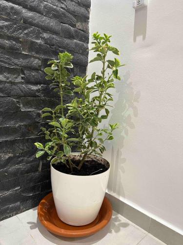 a plant in a white pot sitting on a table at Jardin Majorelle Cozy Apartment in Marrakech