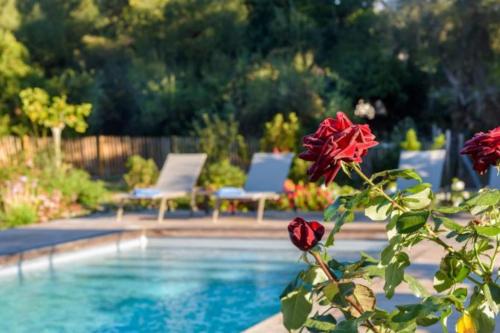 a swimming pool with two chairs and a red rose at Lodge Les Oliviers Di Lecci in Lecci