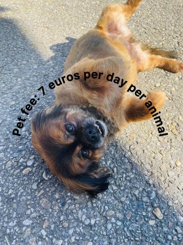Domácí mazlíčci ubytovaní s hosty v ubytování Vamiš Apartment
