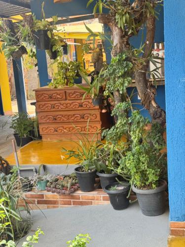 a group of potted plants in pots on the ground at Pousada Recanto do Tucano in Cavalcante