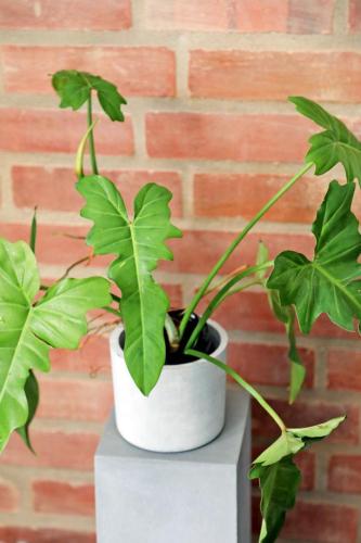 two plants in a white pot next to a brick wall at Rome Transit Hotel in Negombo