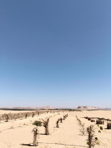 a beach with a row of trees in the sand at sabrina camp in Siwa