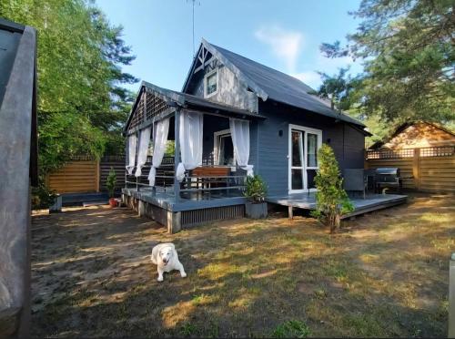 a dog standing in front of a blue house at Kameralny domek in Borsk