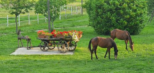 two horses and a carriage with flowers in a field at Agriturismo Borgo Rurale San Salvador-Casa del Maestro in Torre di Mosto