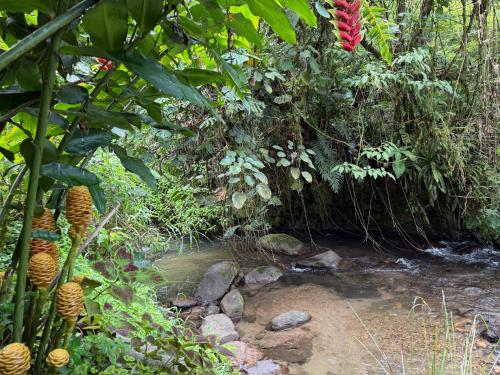 a stream in the middle of a forest at Casa Colibri Chirripó in Herradura
