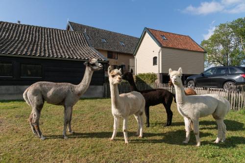 a group of llamas standing in front of a house at Landelijke boerderijkamer, dichtbij Kinderdijk in Oud-Alblas