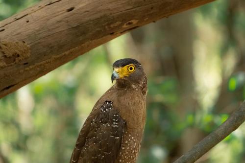 a brown bird with yellow eyes sitting on a tree branch at Wild Wadi Wilpattu - Villas with private Plunge Pools in Wilpattu