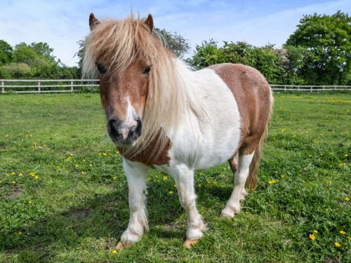 a brown and white horse standing in a field at 3 Bed in Beeston 88223 in Beeston